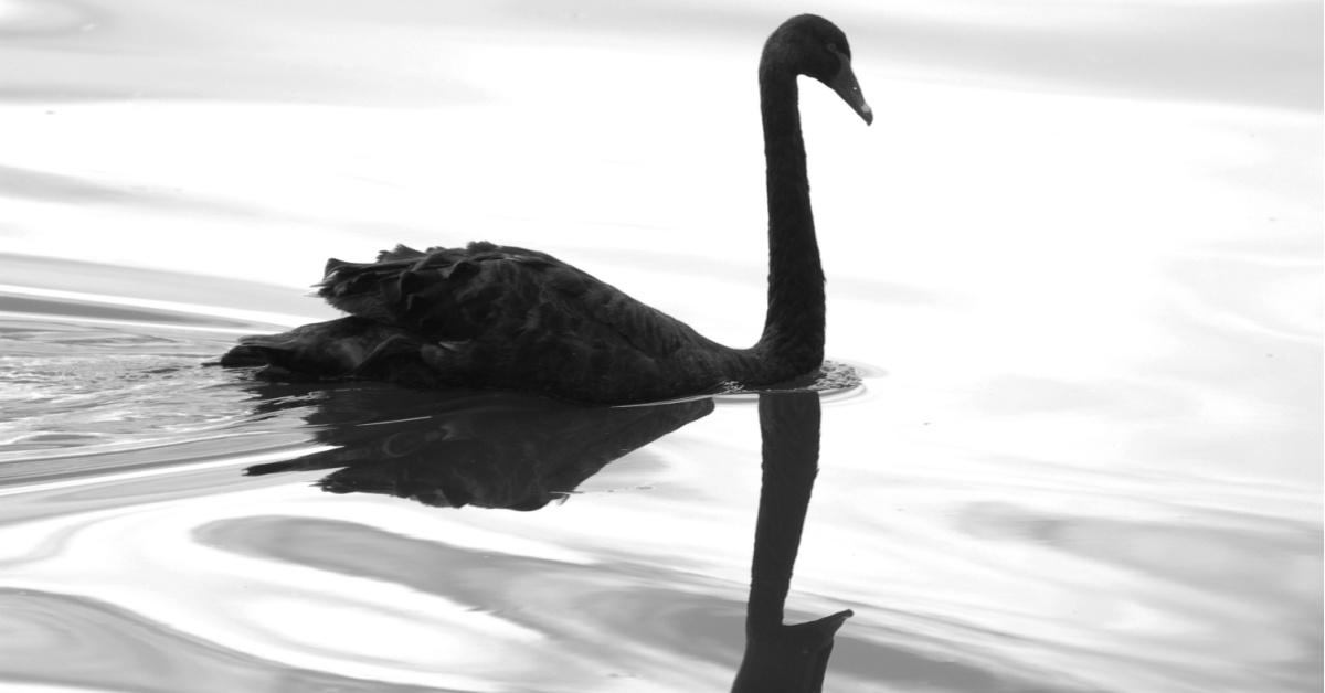 Black Swan Event Examples History (and Pandemic Isn't One)