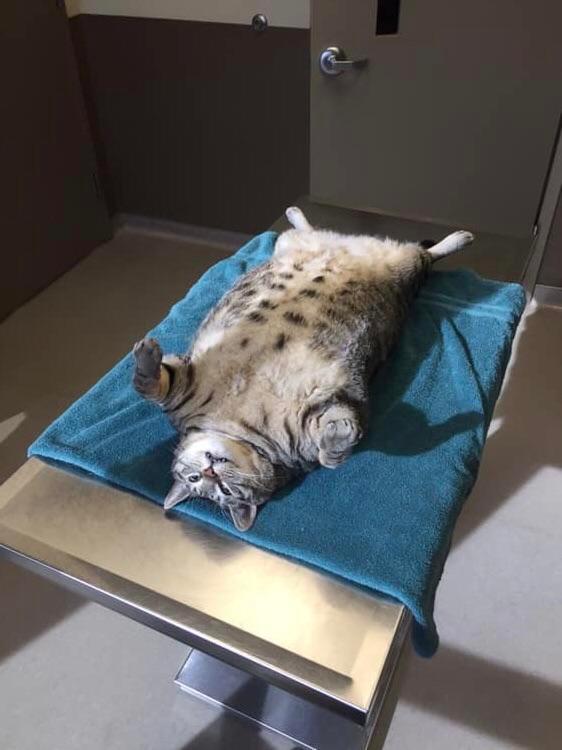 anti-vaxx-pets-3-1559314348145.jpg