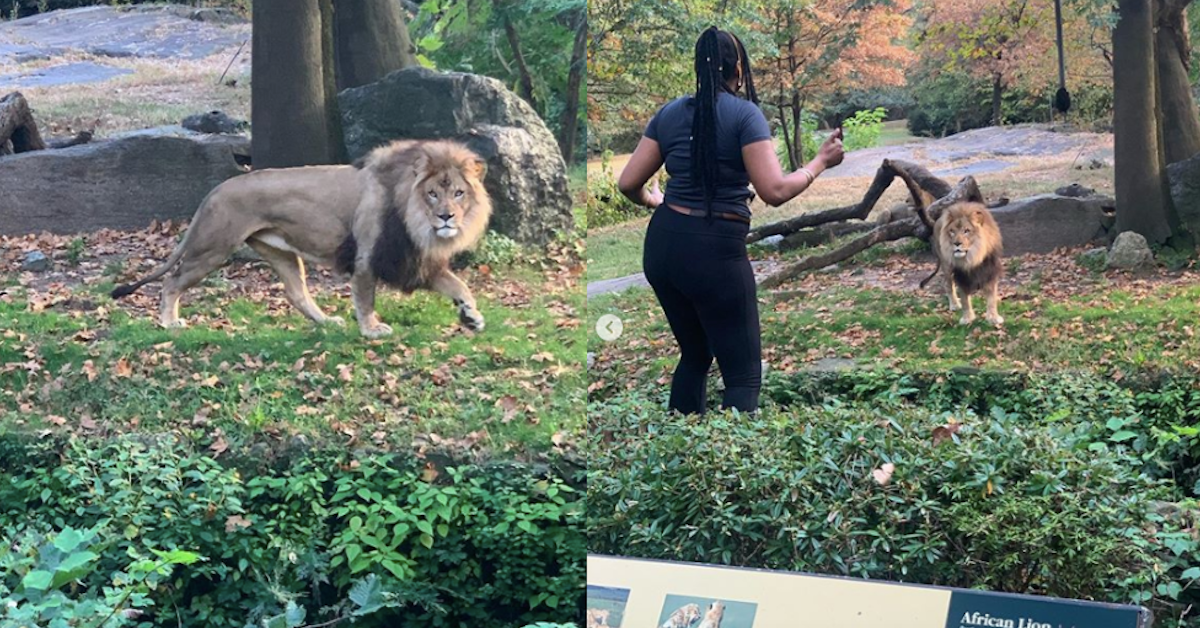 Viral Video Shows Woman Climbing into Lion Enclosure at Bronx Zoo