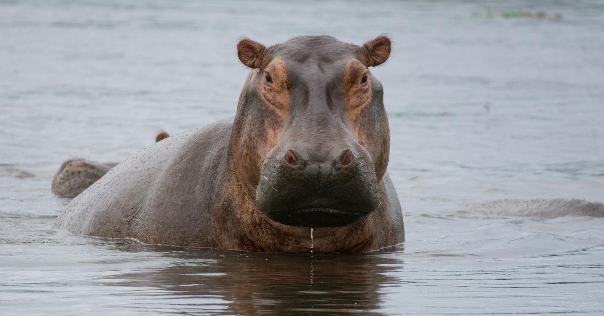 hippos