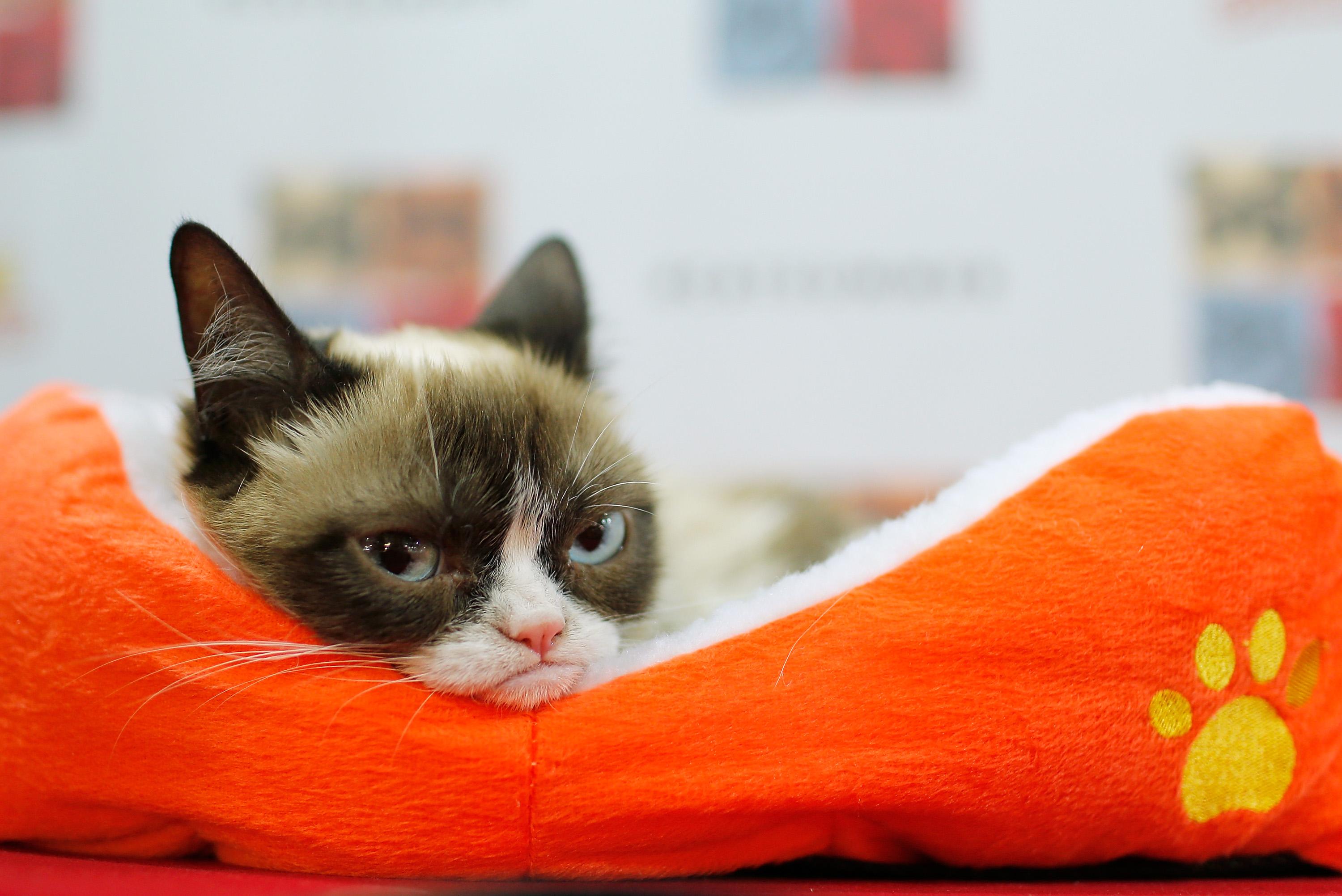 Grumpy Cat, beloved internet meme star, dies at age 7