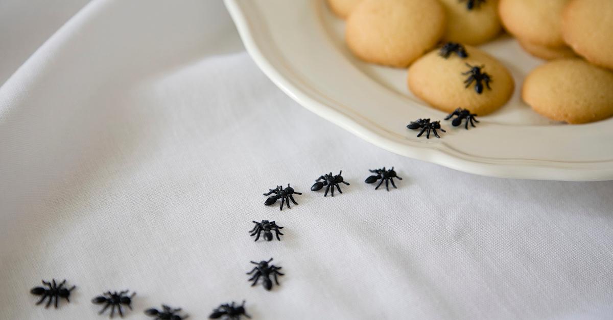 Ants on biscuits - stock photo