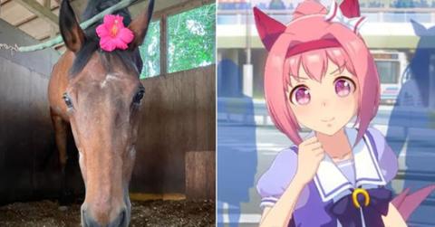 Haru Urara Horse Cause of Death and Legacy