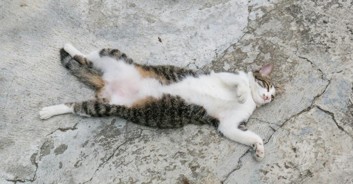 Cat lying on concrete