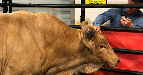 Man Hater the Bull Dies — What Happened?