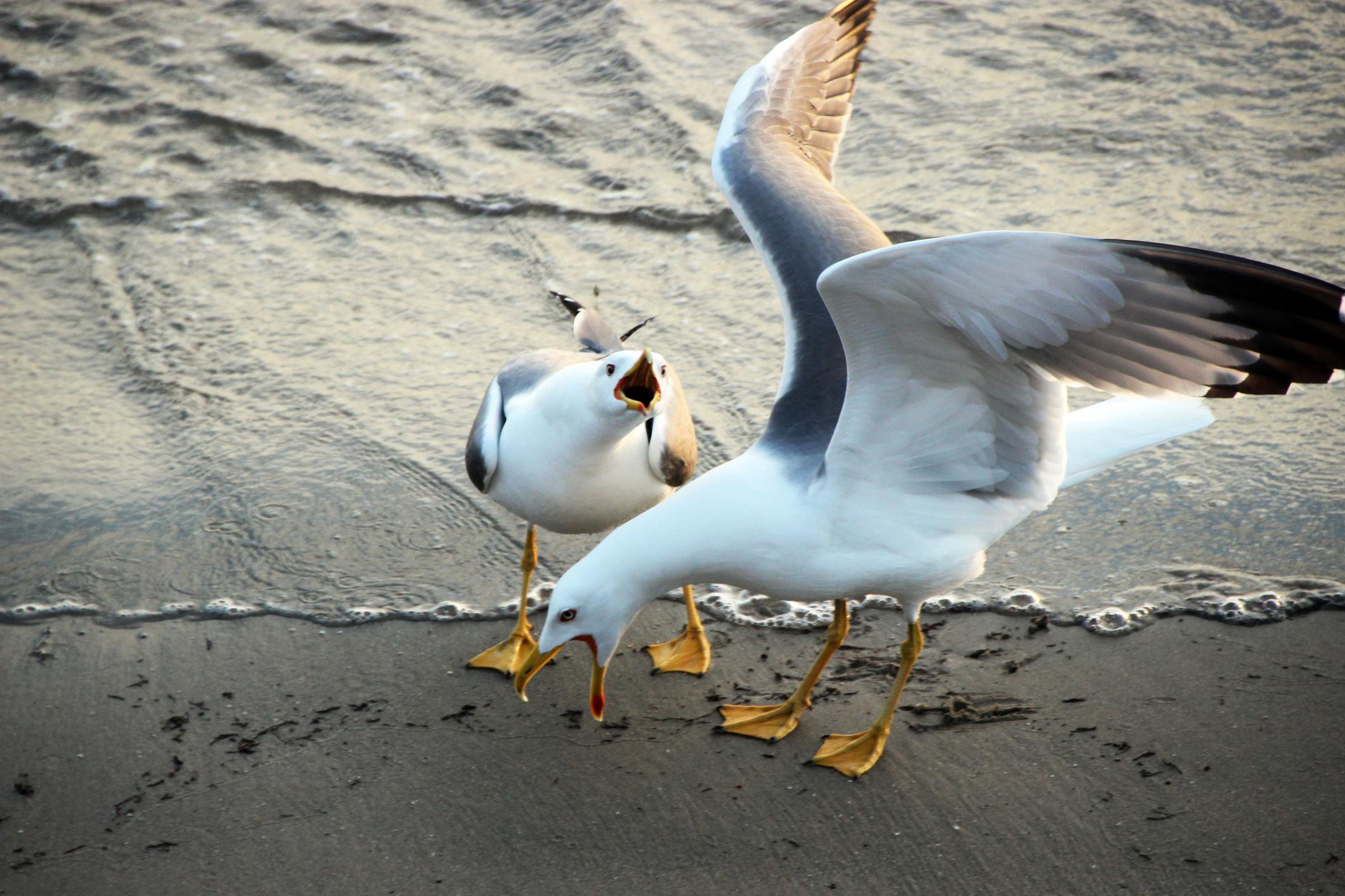 seagull chihuahua