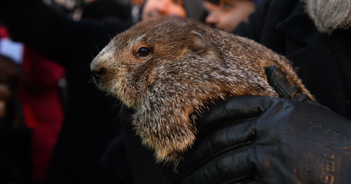 Punxsutawney Phil