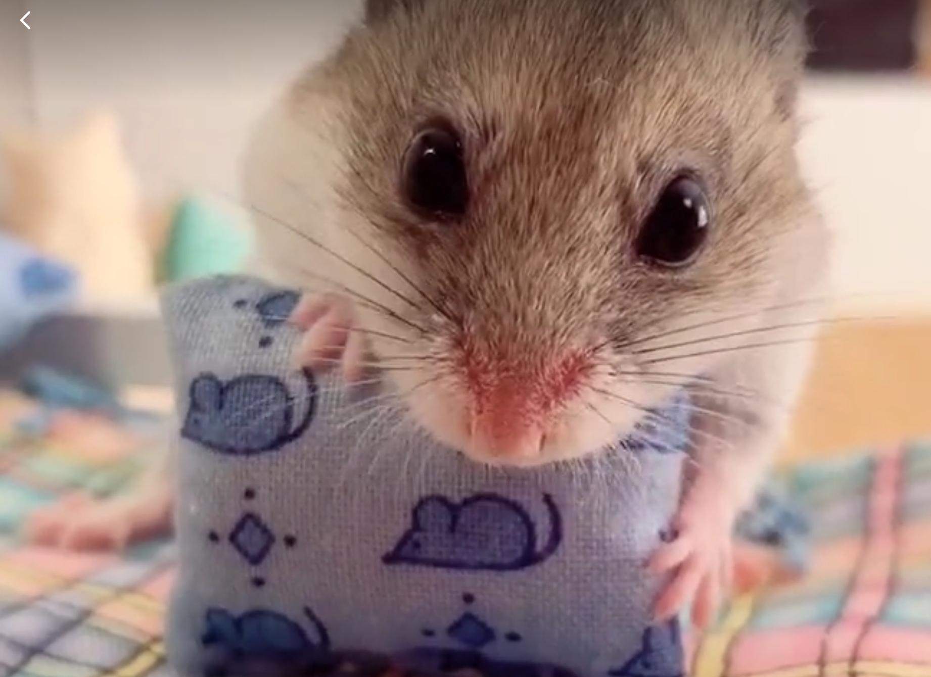 How One TikTok Hamster Is Doling Out Advice on the Coronavirus