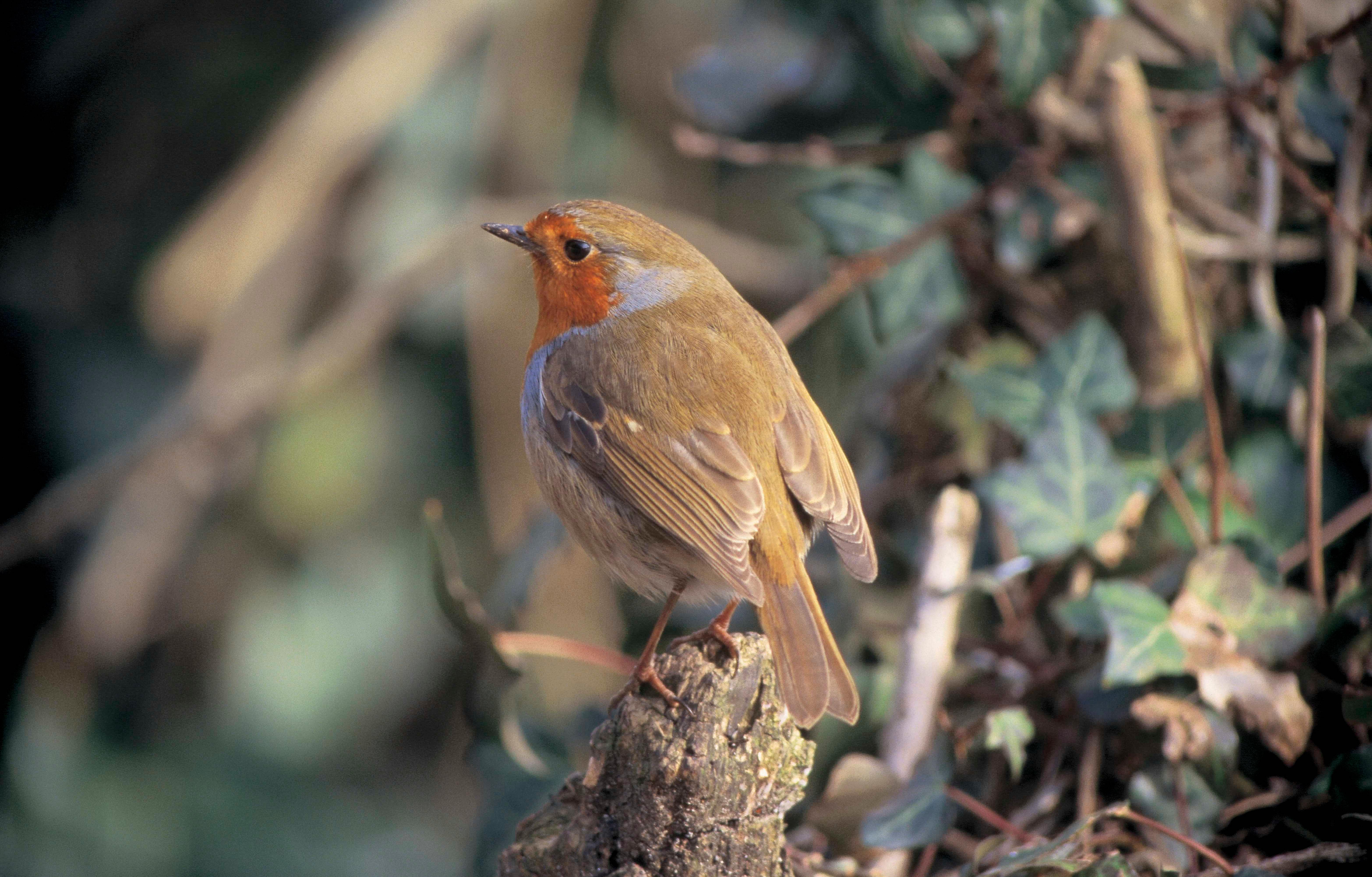 For Kids: Why Do Birds Sing In The Morning?