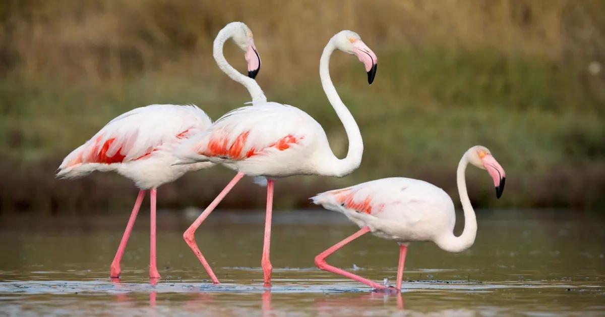 A trio of flamingos in the water.