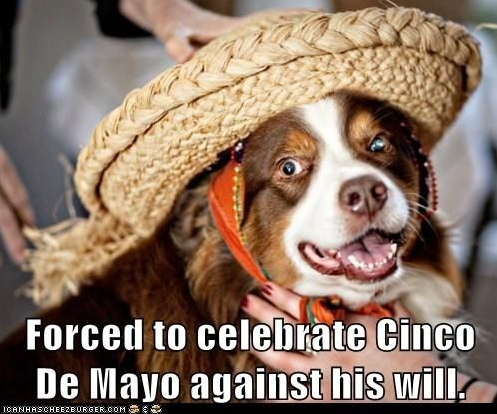 Happy Cinco de Mayo Memes to Celebrate the Drinking Holiday