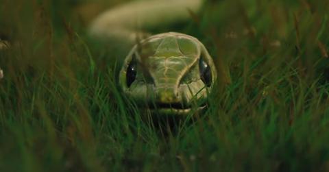 what do snakes in dreams mean