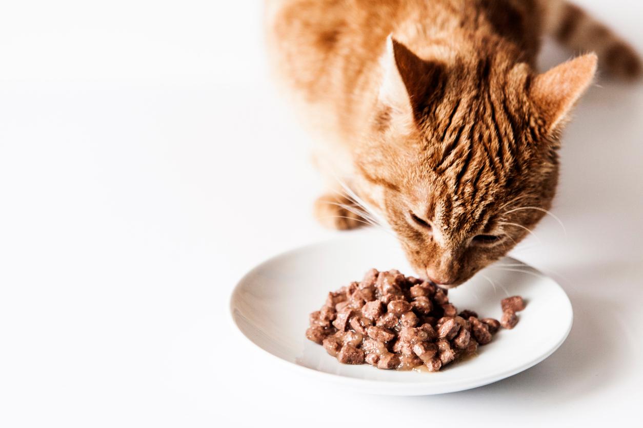 vegan cat food