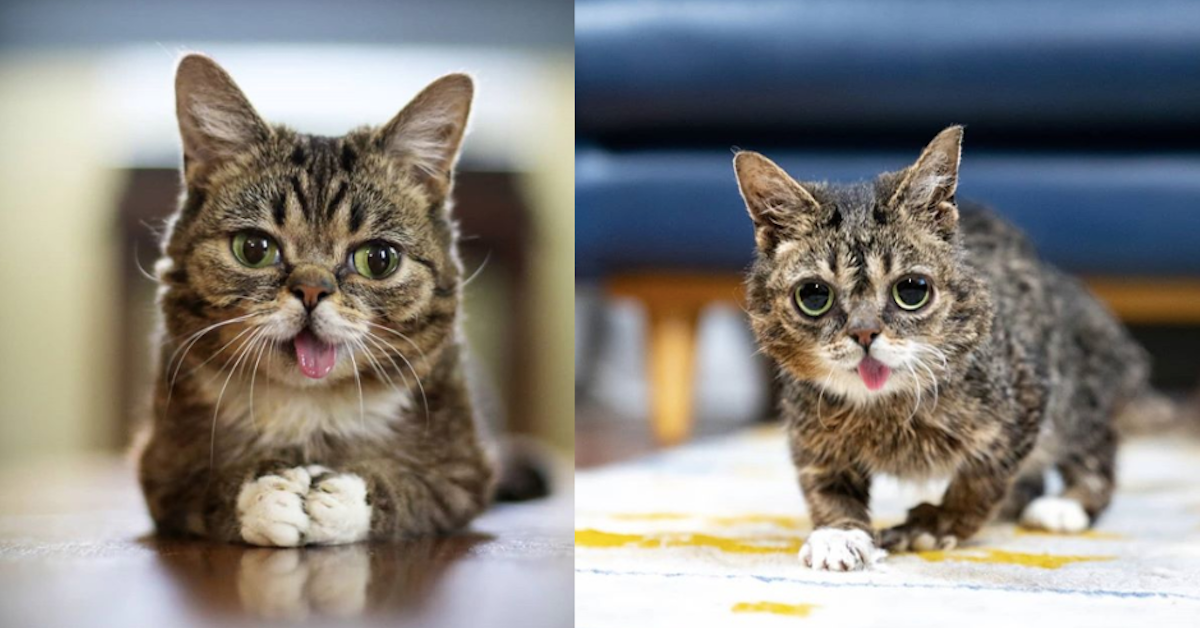 Lil Bub Meme