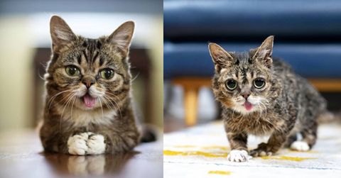 features lil bub