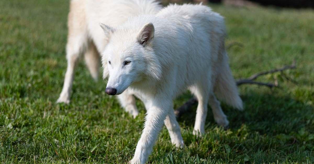 dire wolves