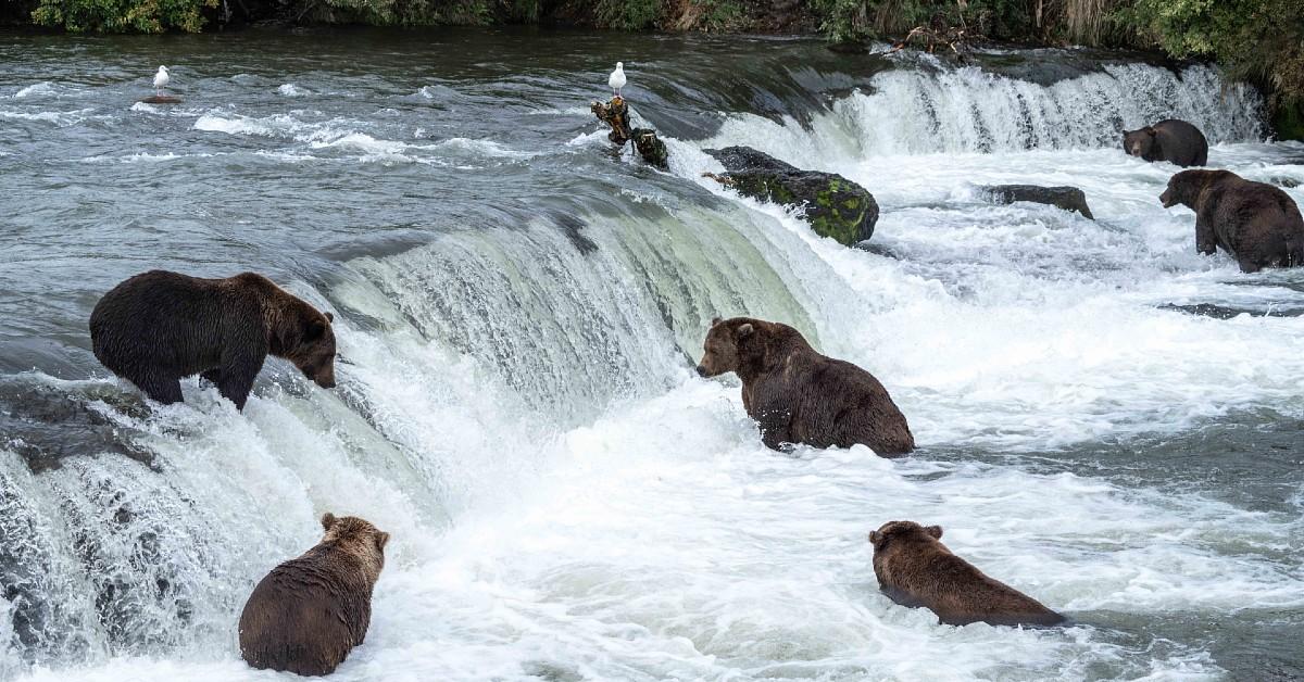 Katmai National Park Bears