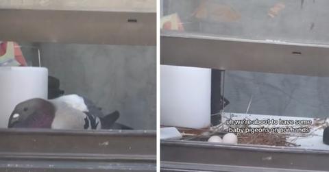 Screenshots of pigeon from @yokarleeferris's viral video about a pigeon nesting in an NYC apartment.