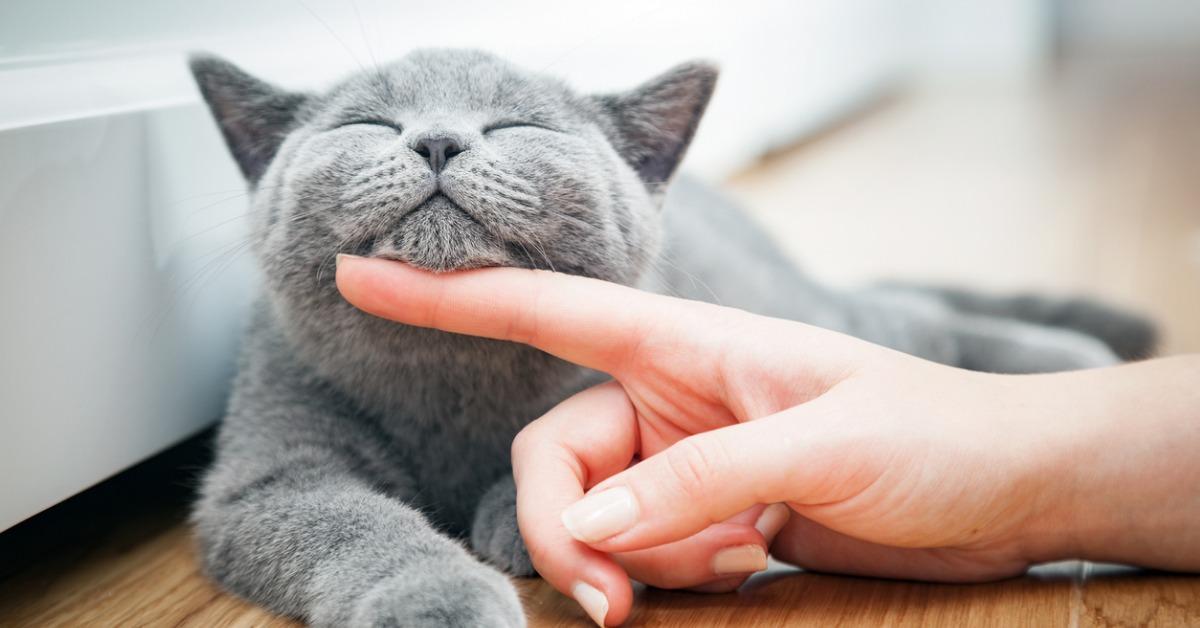 happy kitten likes being stroked by womans hand picture id