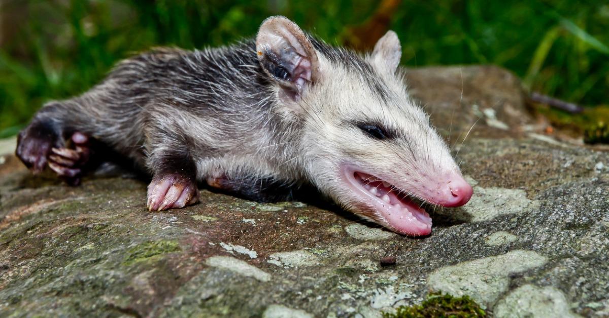 opossum playing dead picture id