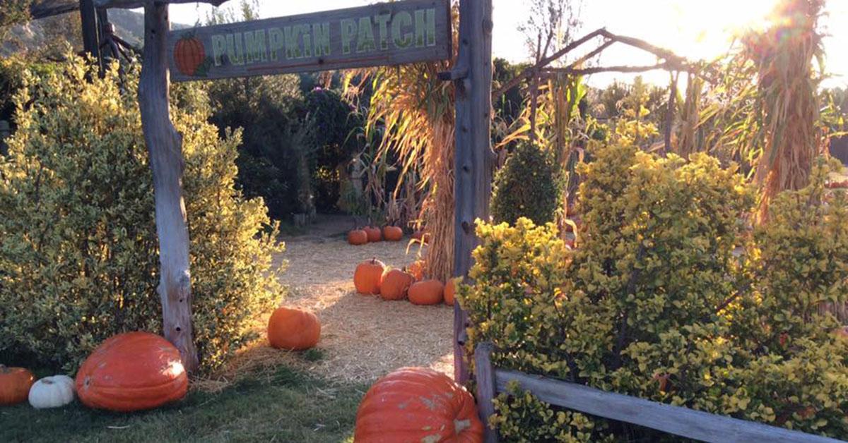 best pumpkin patch near me san diego