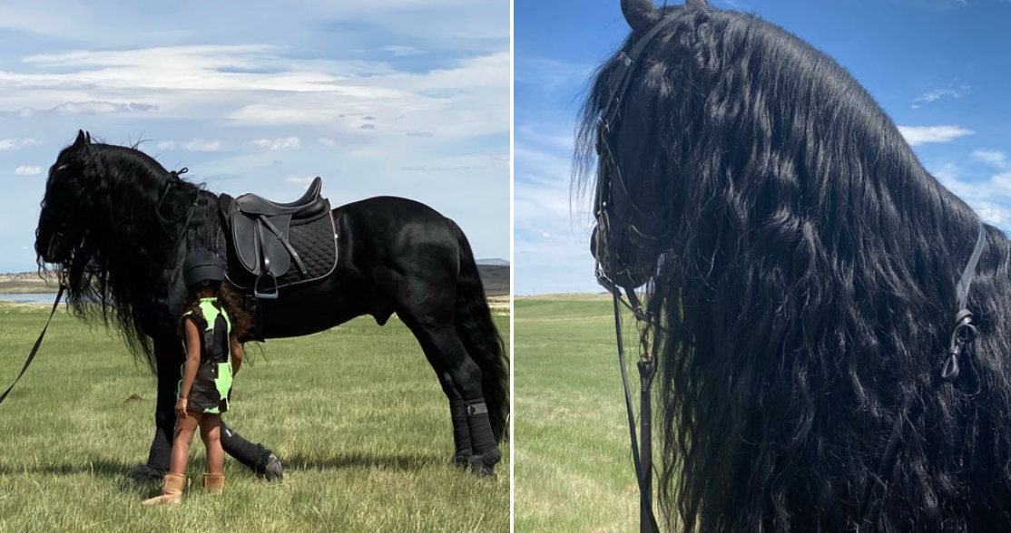 friesian-horse-price-yup-kim-kardashian-paid-that-much-for-14