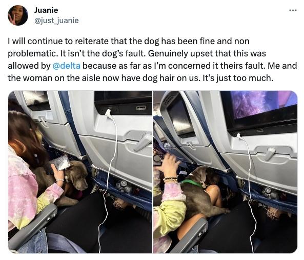 Tweet about woman bringing her dog on a flight