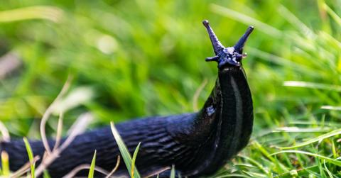 big black slug picture id