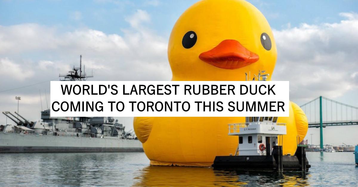 COVER-DUCK-1489334372515.jpg