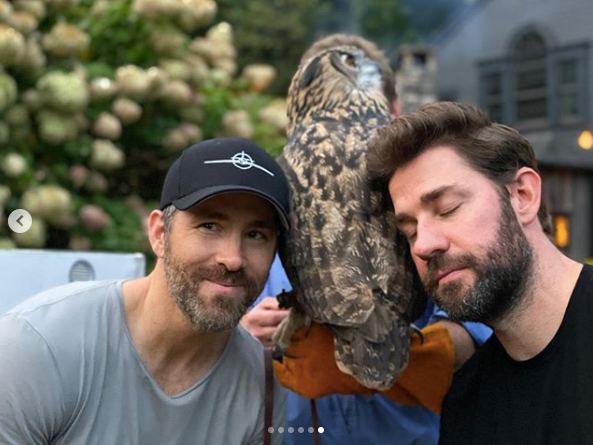 ryan reynolds john krasinski owl