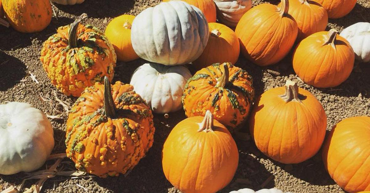 The Best Pumpkin Patches Near Me — Here's Where You Need to Go