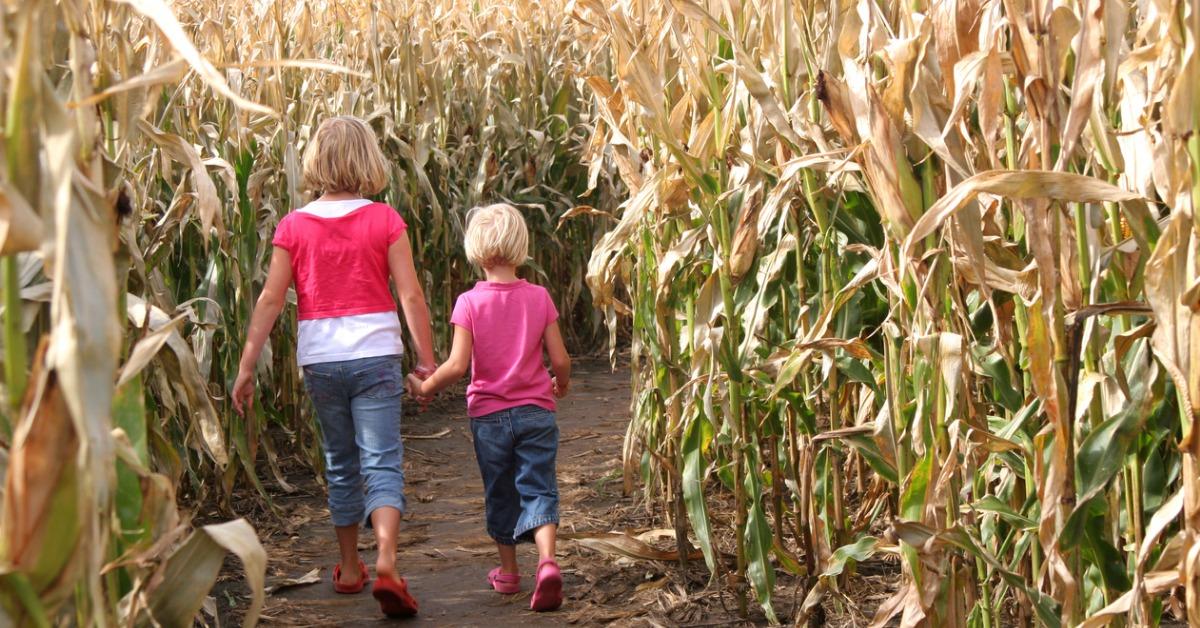 sisters and a corn maze picture id