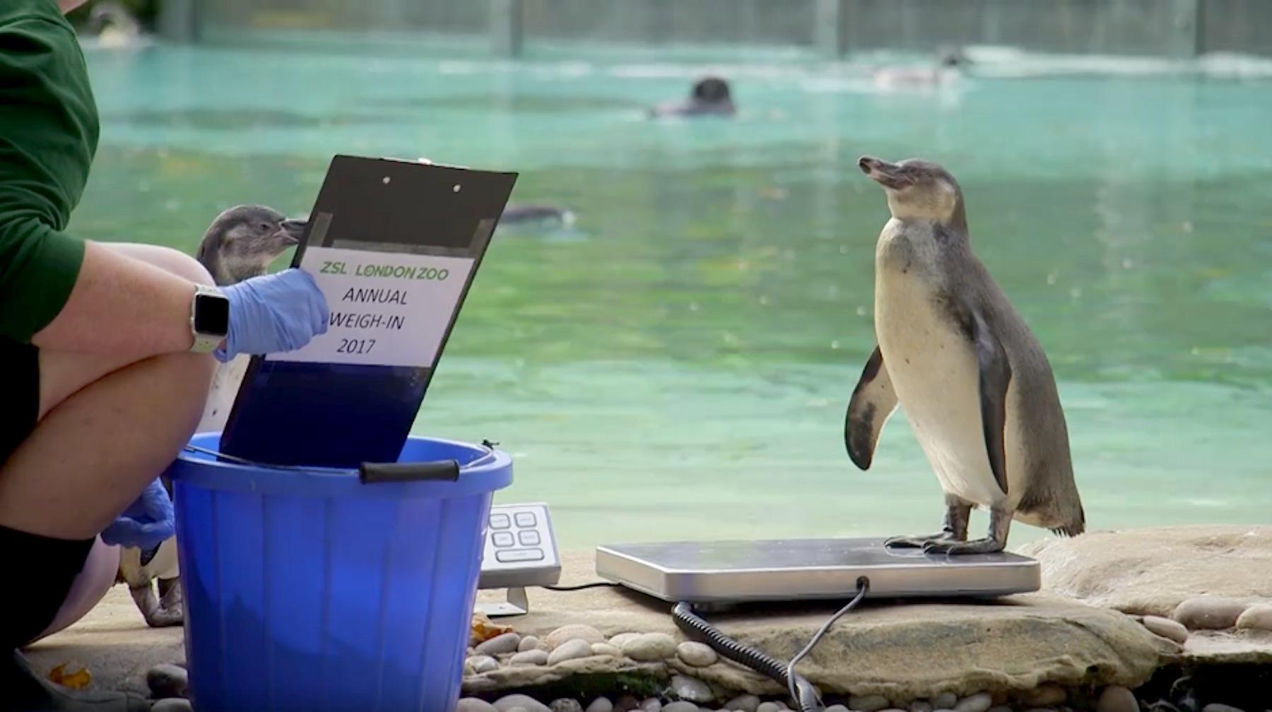 penguin-1503673549917-1503673552624.jpg