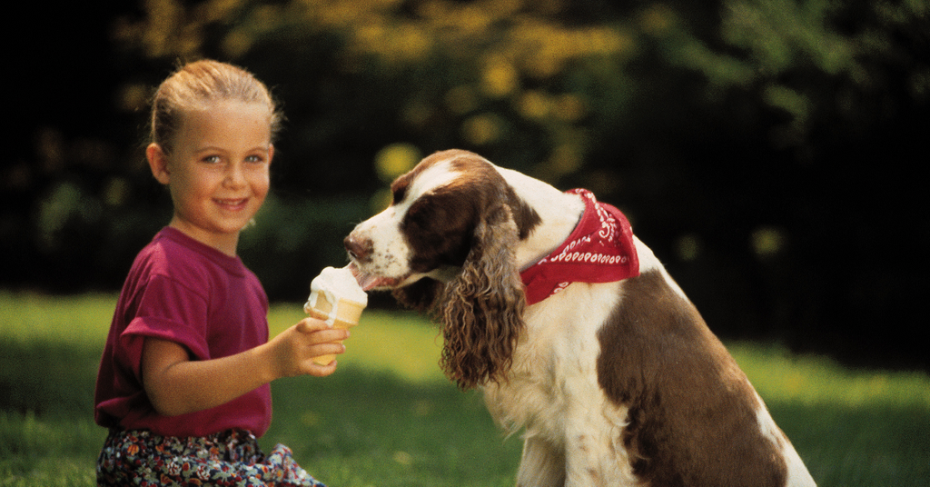 Does McDonald's Ice Cream Contain Xylitol? What We Know