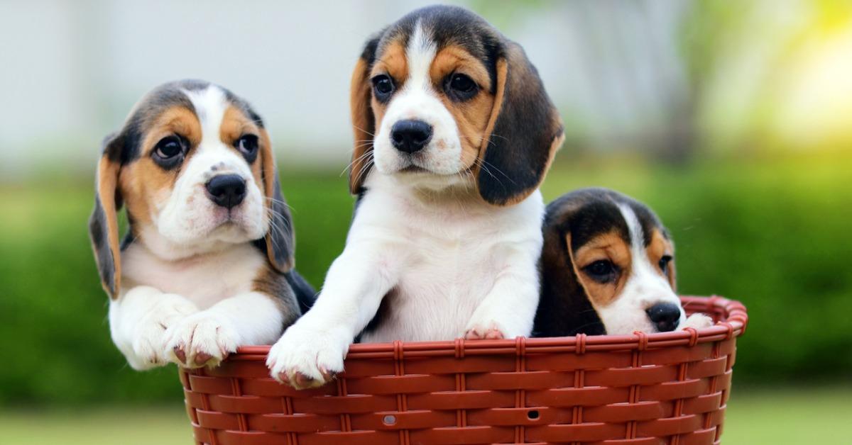 cute beagles in basket picture id