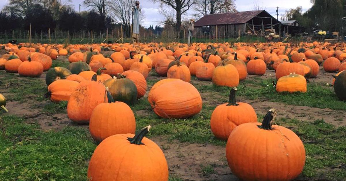 best pumpkin patch near me seattle