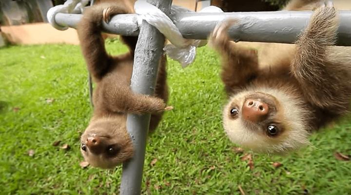 baby sloths in a bucket