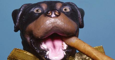 Triumph the Insult Comic Dog