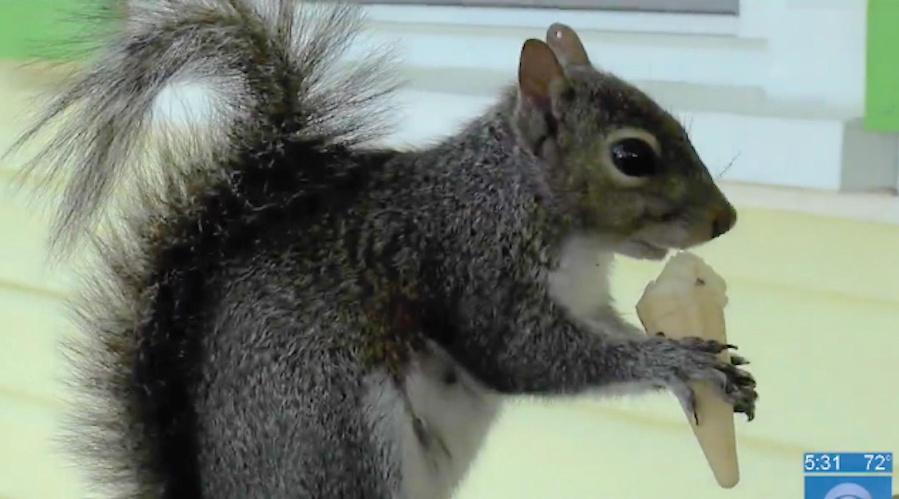 squirrelmain-1492104643856.jpg