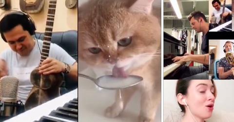 Num Num cat duet
