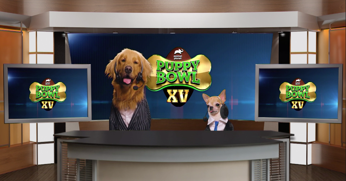 Animal planet puppy bowl 2024 xv