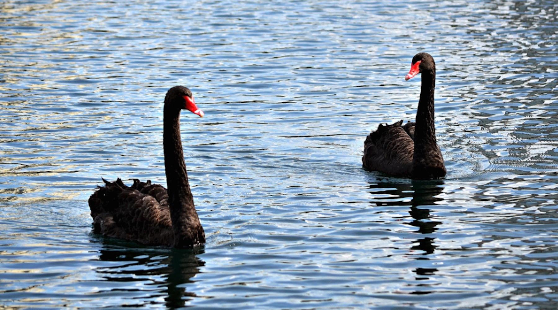 swan-1502996174401-1502996178027.jpg