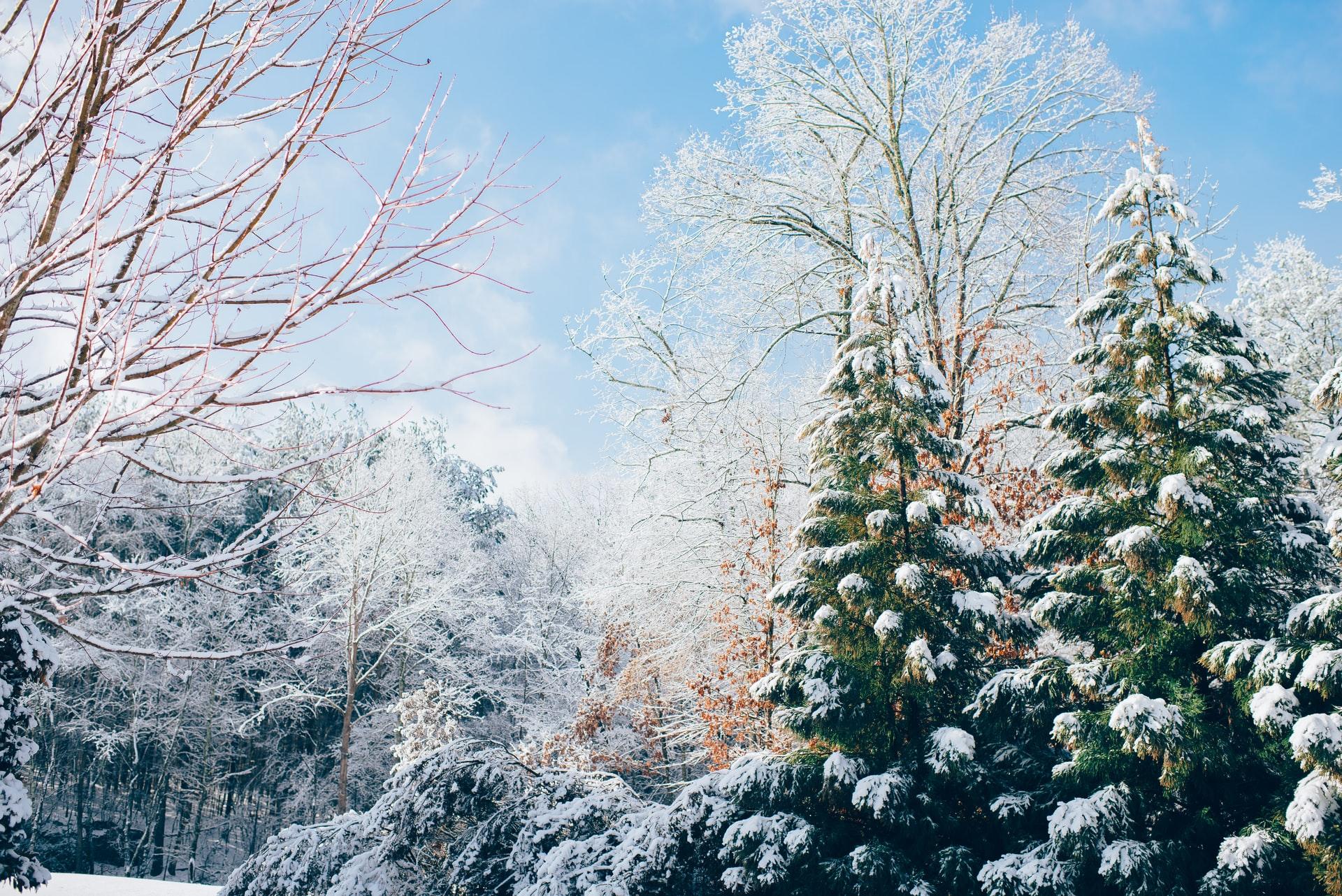 winter wonderland zoom