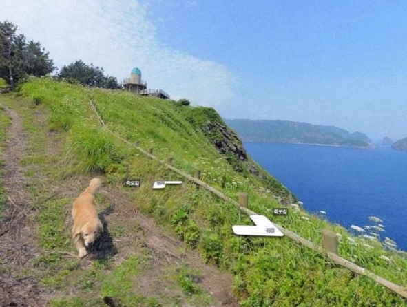 golden retriever google street view image