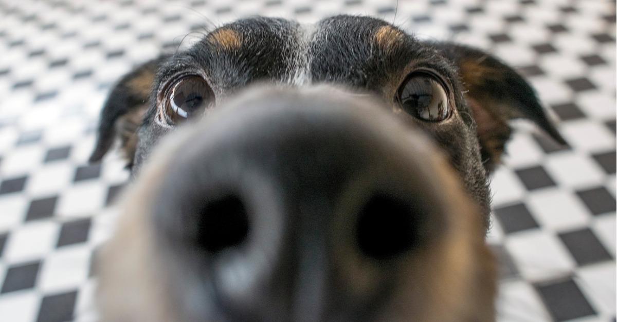 playful dog face black white and brown with nose close to the camera picture id