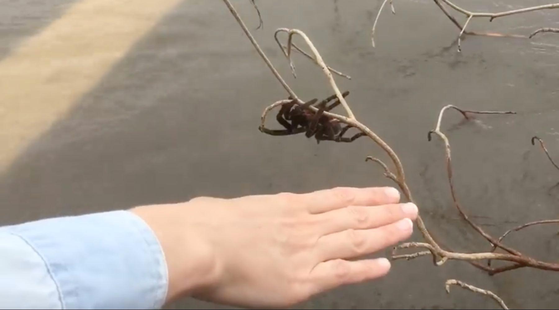 spider-1520875900738.jpg