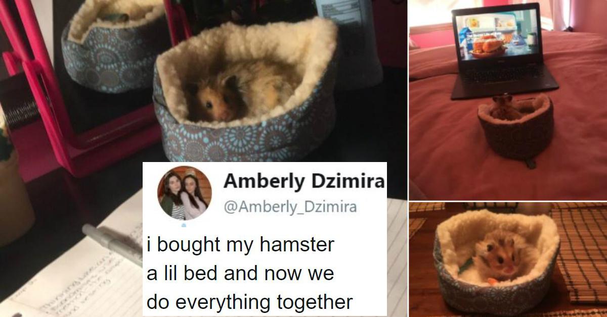 cover-hamster-1517409668744.jpg