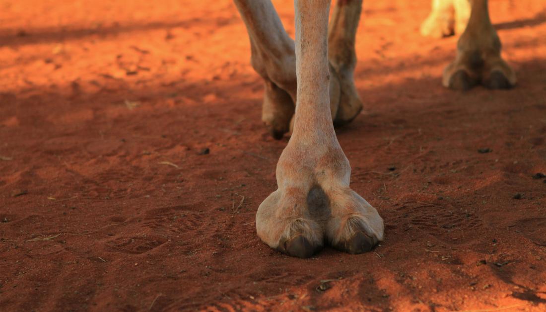 Is Camel No underwear a new form of vagina shaming?