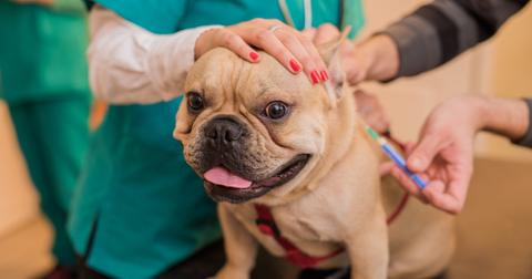 veterinarian-vaccinating-a-young-french-bulldog-picture-id885577380-1553523154421.jpg
