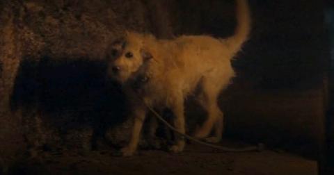 The dog in 'House of the Dragon'